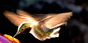 Hummingbird Light LR