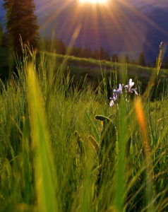 mountain iris descriptive writing tutorial