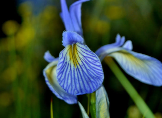 blue mountain iris descriptive color teacher