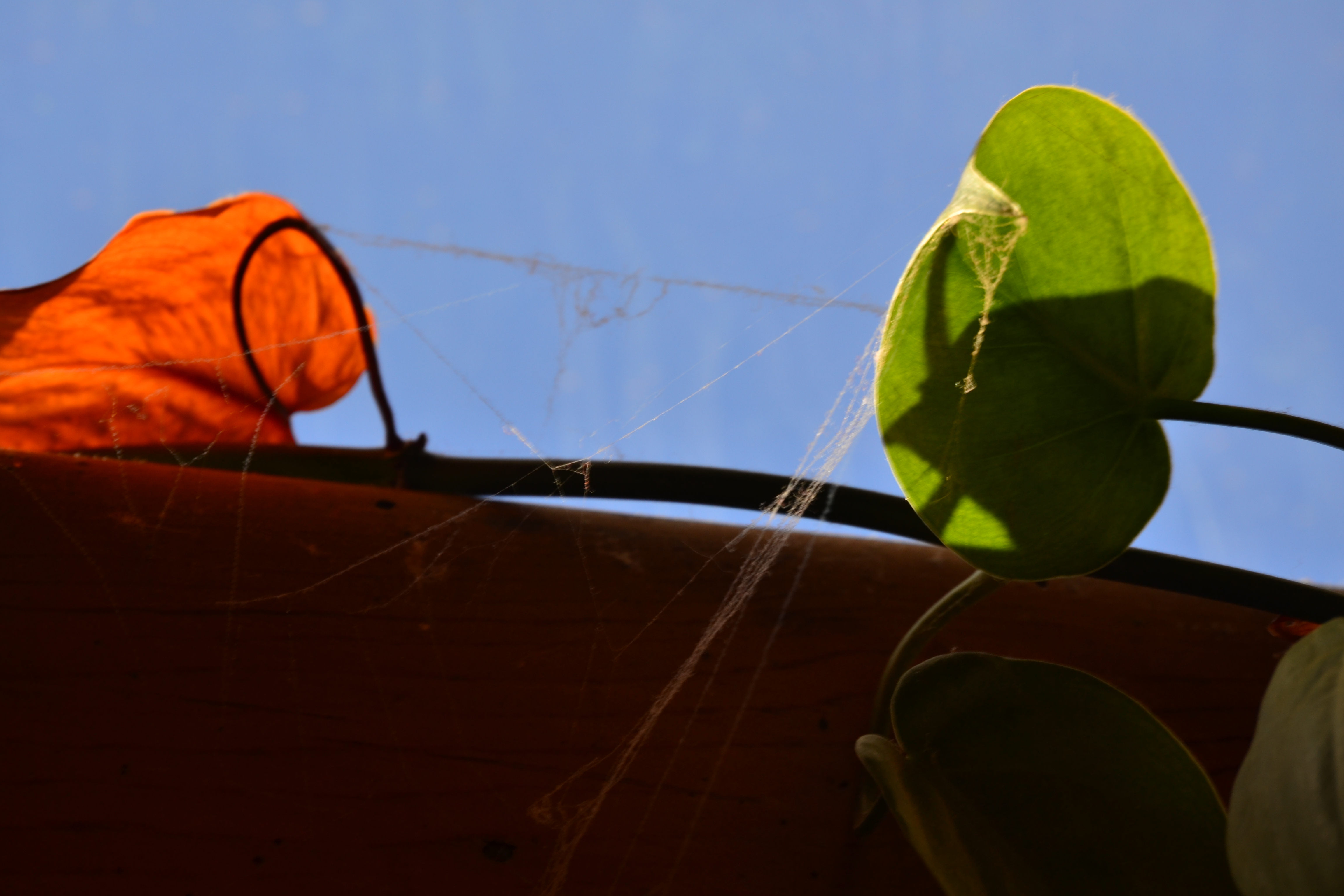 Harmless spider's web on bright leaves - marketing metaphor